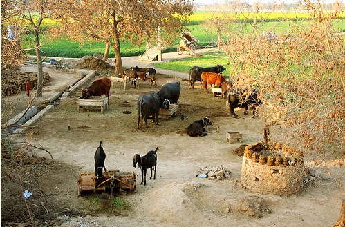 cattle live stock in a typical village