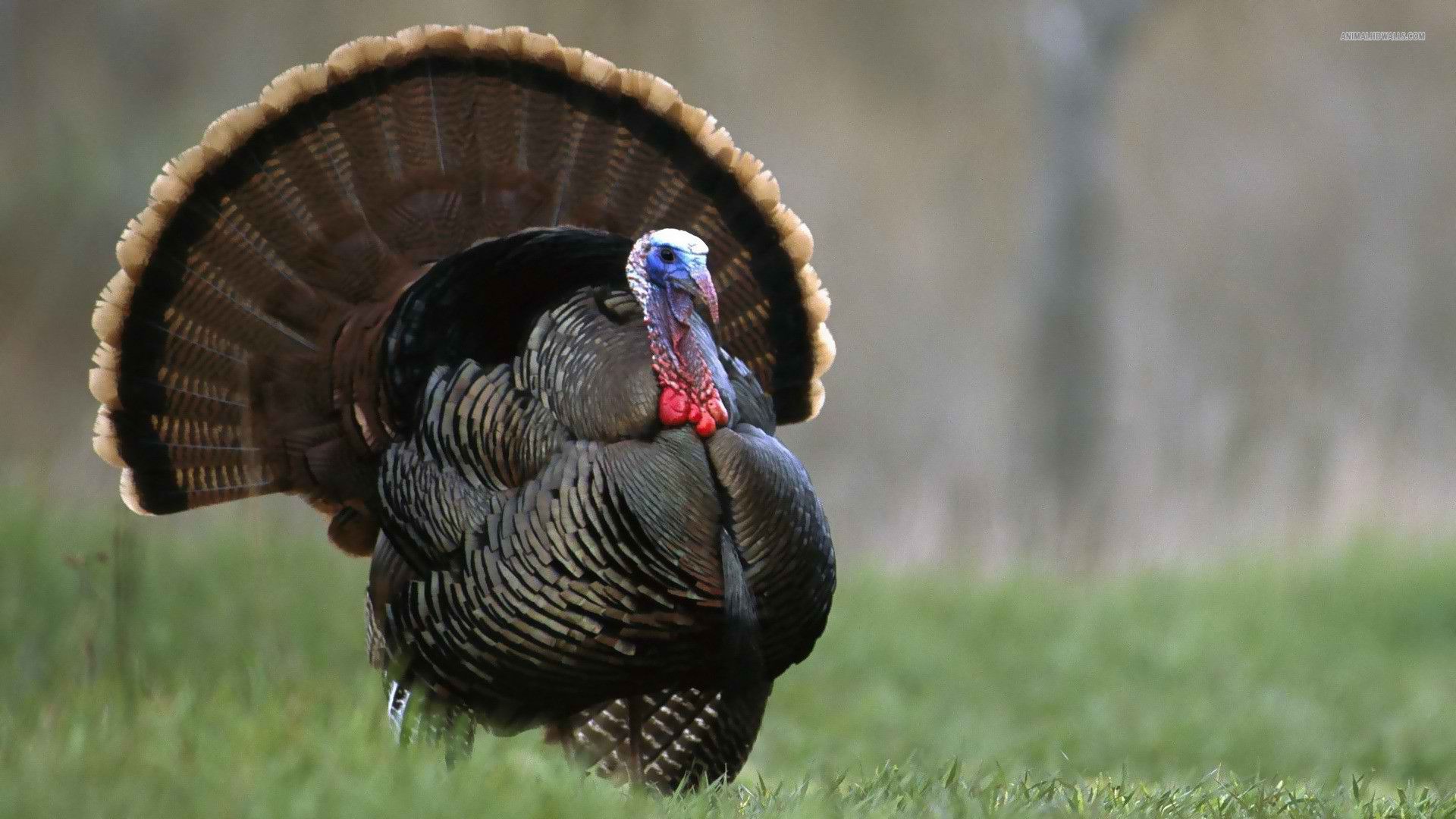 awesome natural turkey image