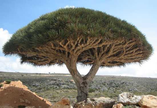 beautiful socotra dragon tree