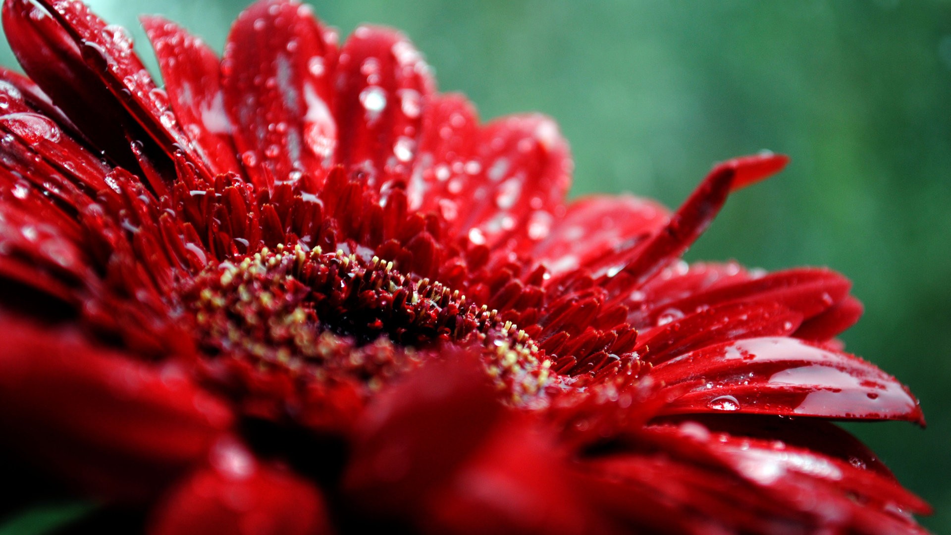 red natural rose image