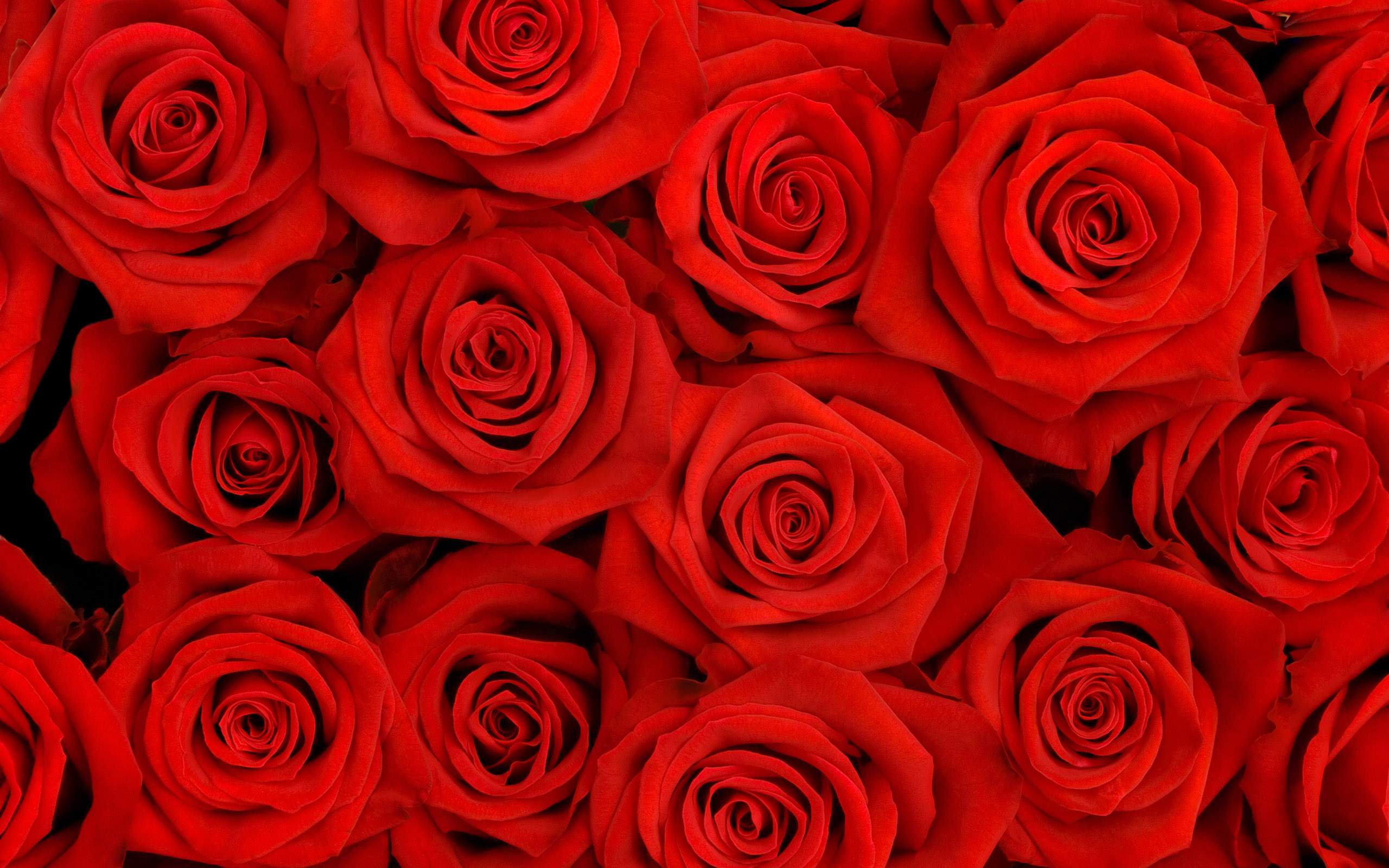 stunning hd red roses image