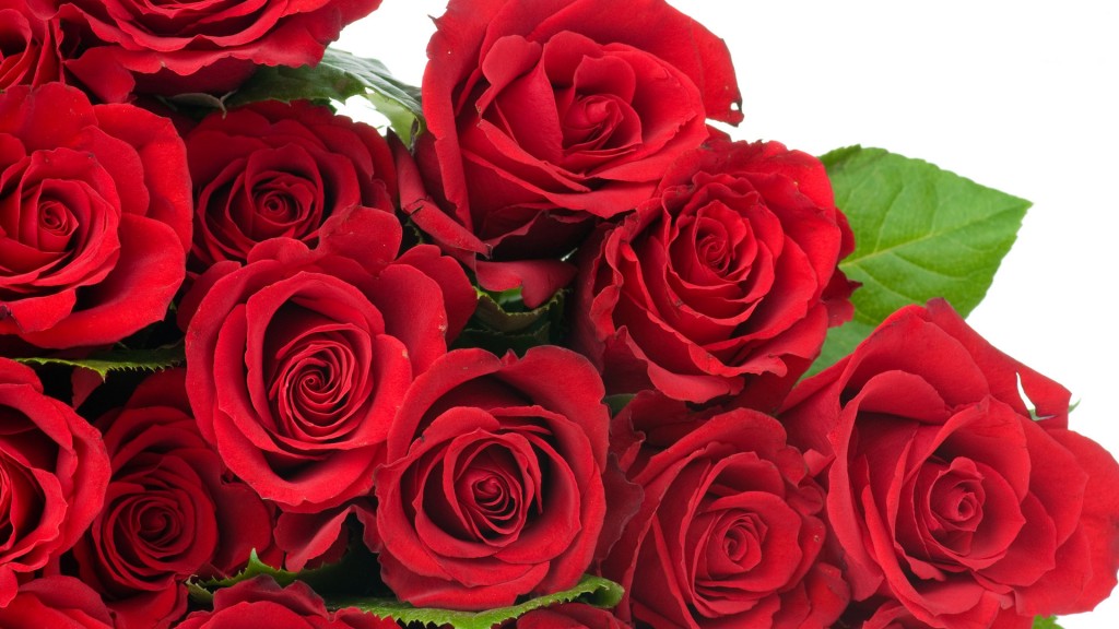 widescreen red roses image