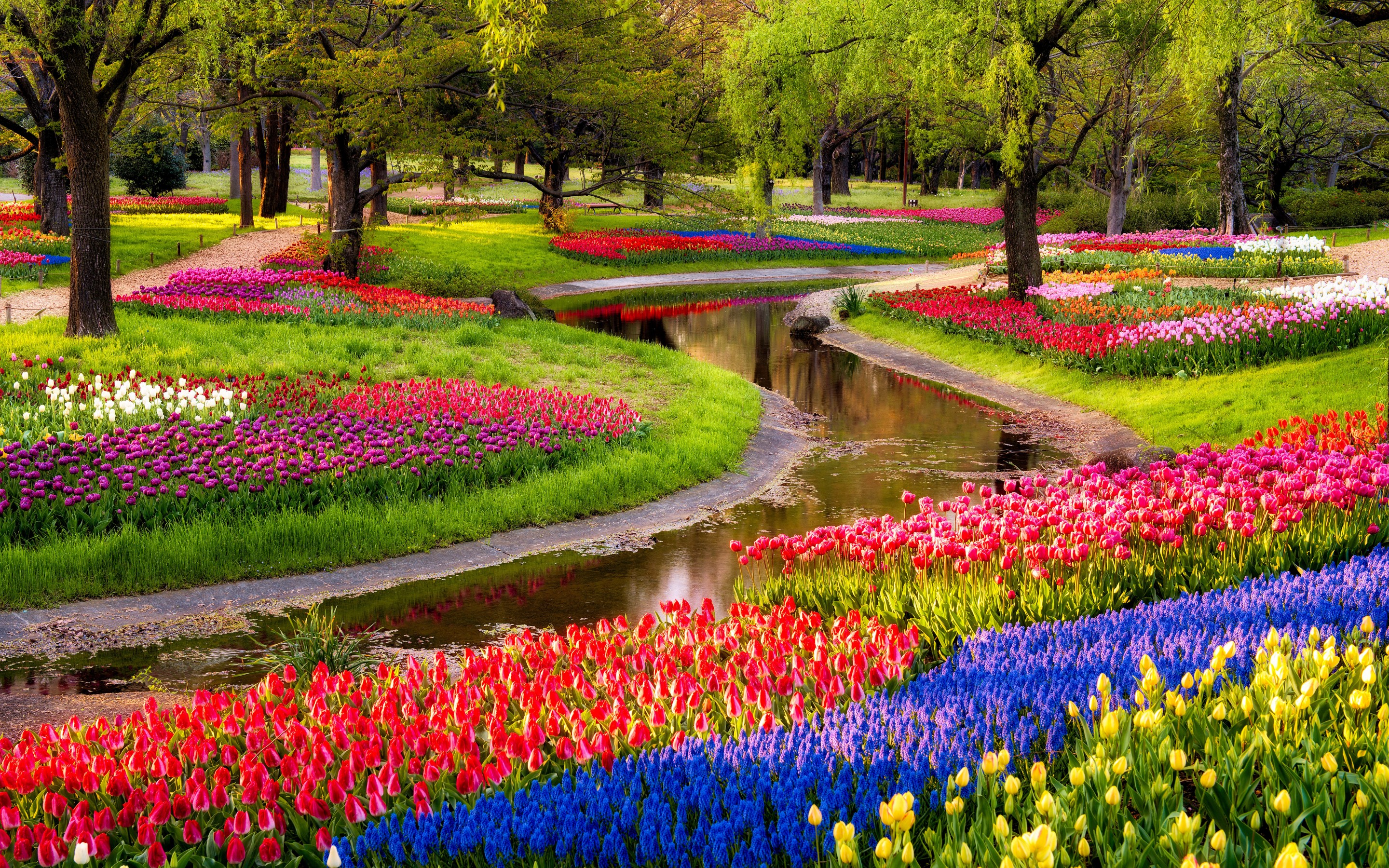 colorful garden flower image