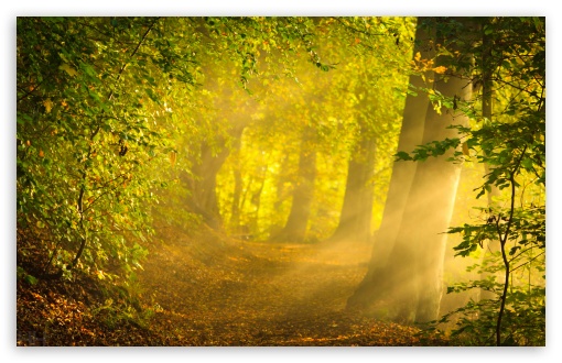 enchanted forest background hd