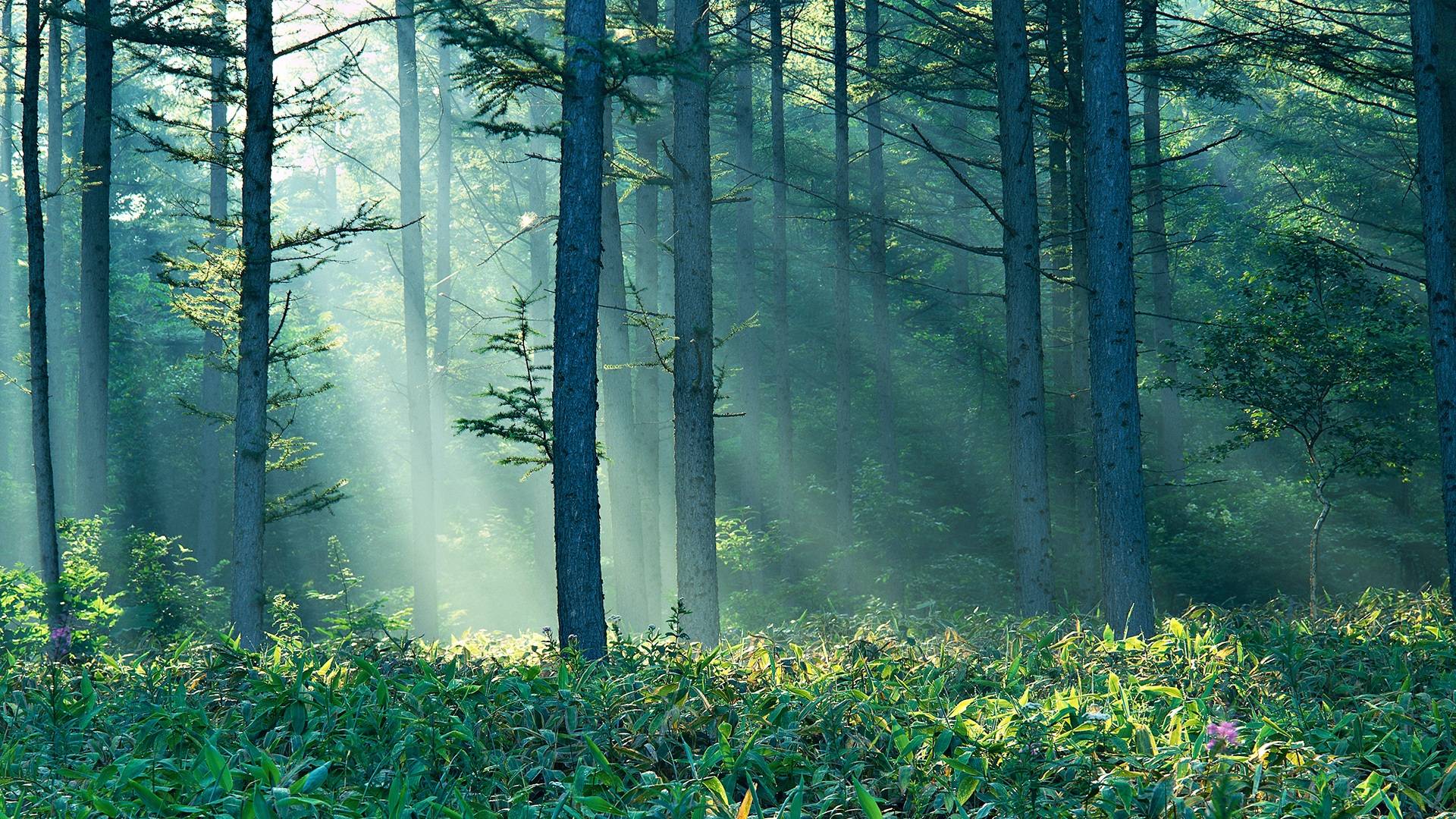 widescreen forest natural image