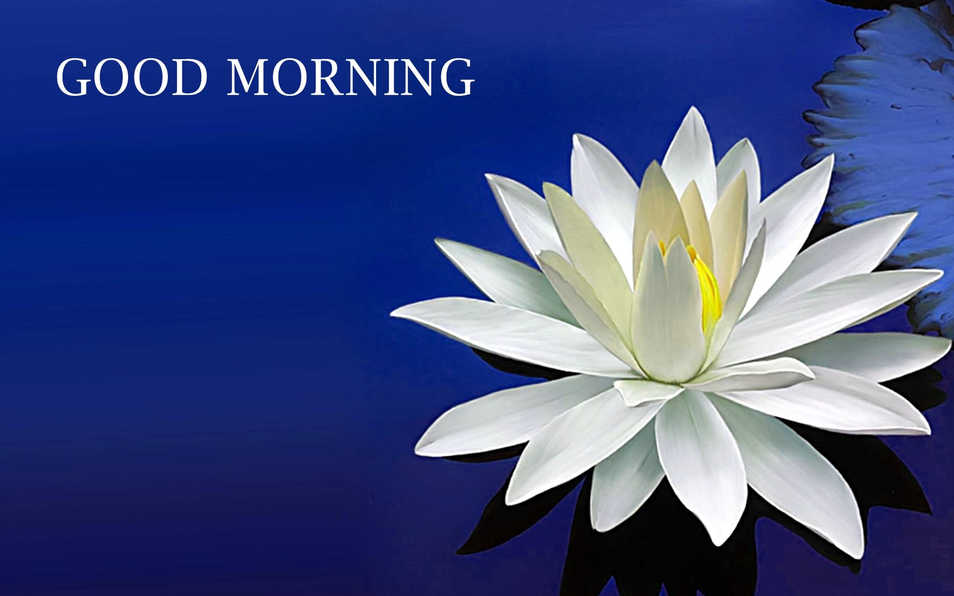 white flower good morning