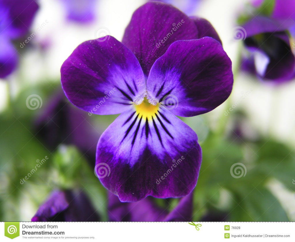 Purple Pansy, Dark Purple Flower Image, #26104