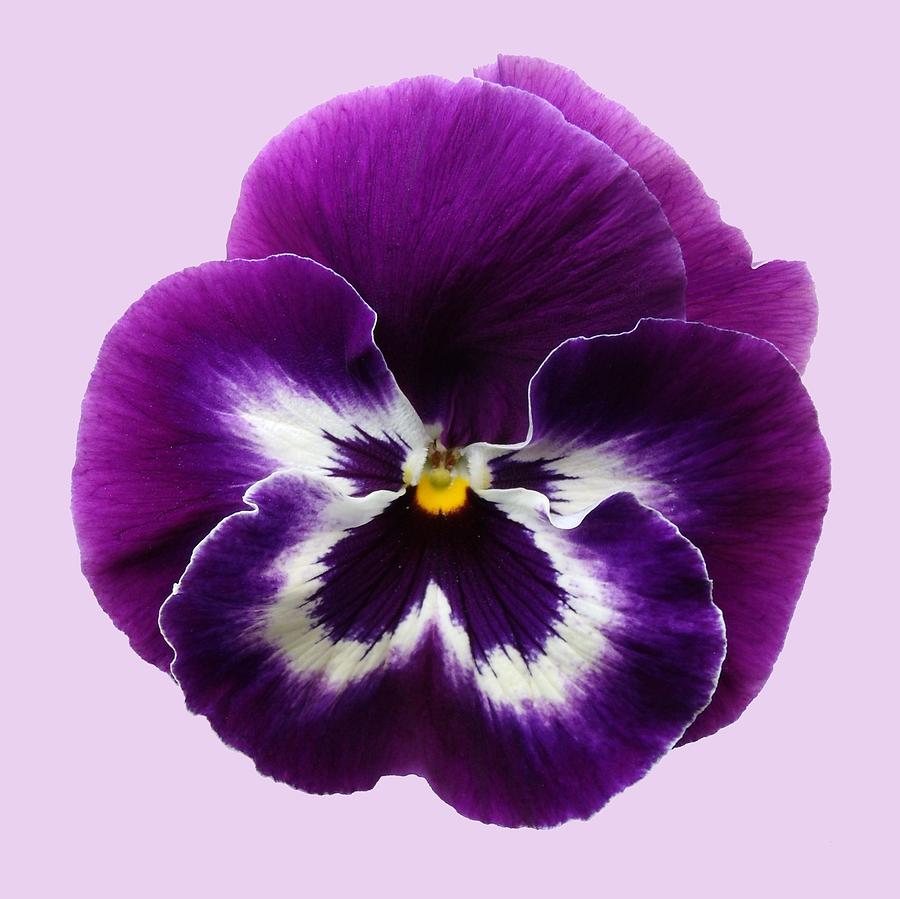 beautiful purple pansy image