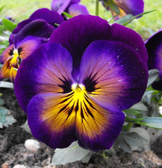 dark purple flower image