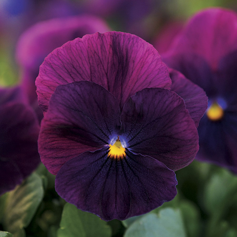 stunning natural pansy flower