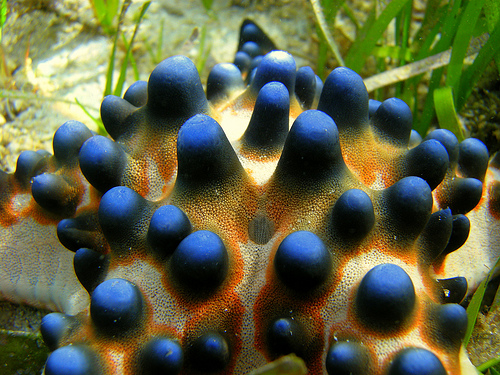 black sea star fish macro image