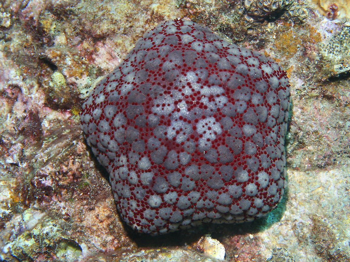 colorful sea star fish image