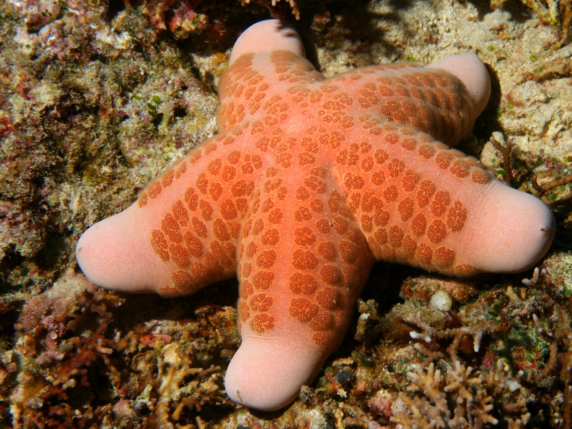 landscape sea star fish image