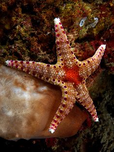 wallpaper of sea star fish macro