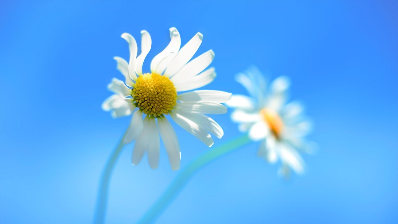 daisy blue background