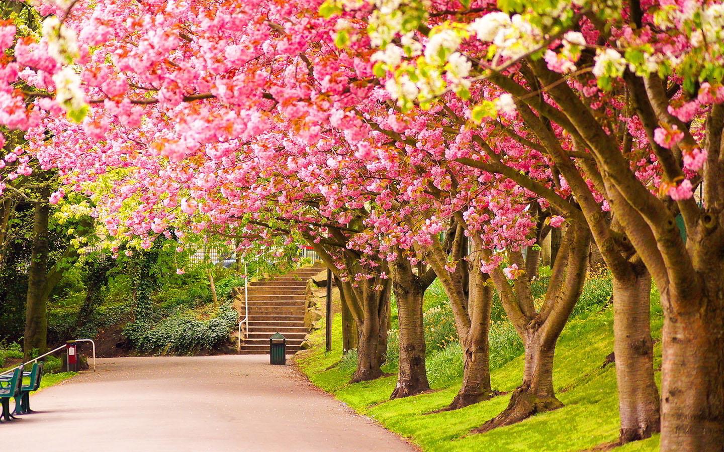 awesome spring pink tree image