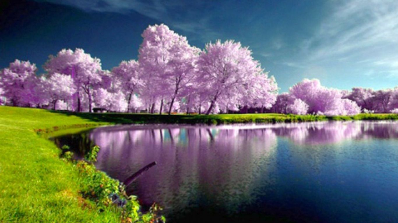 purple tree lovely view image