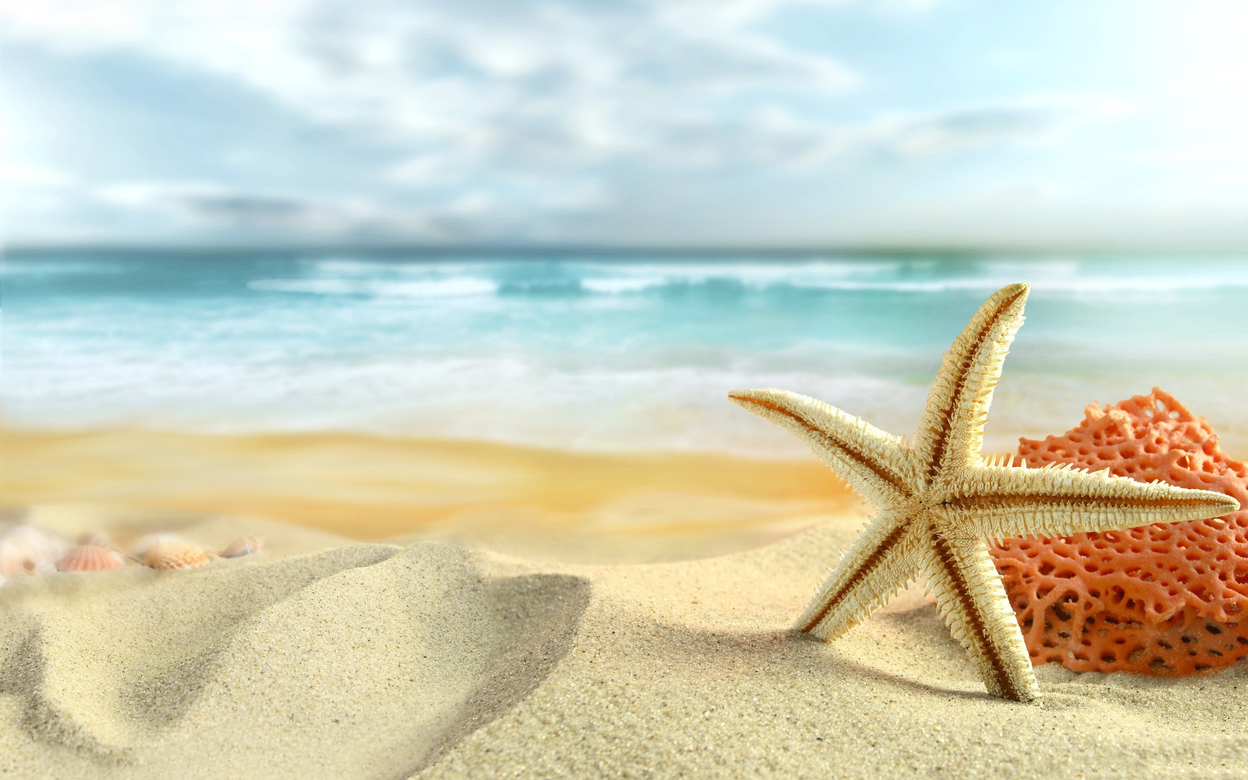 awesome starfish on beach image