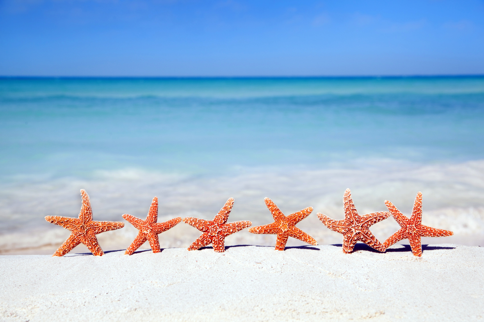 natural starfish on beach image