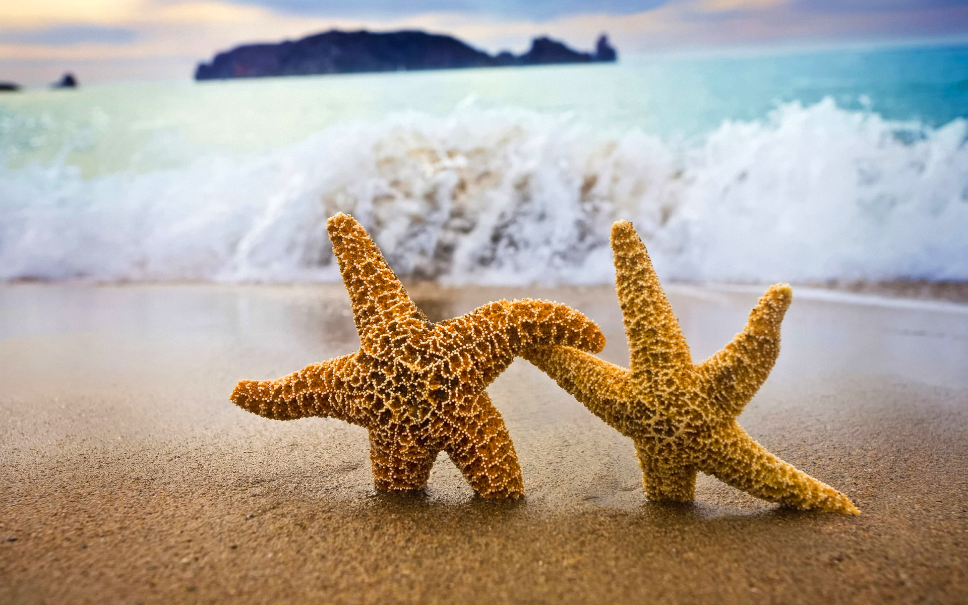 ocean starfish on beach