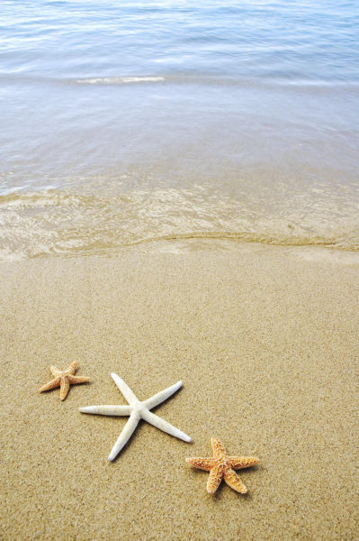 Starfish on Beach, Ocean Starfish On Beach, #26296