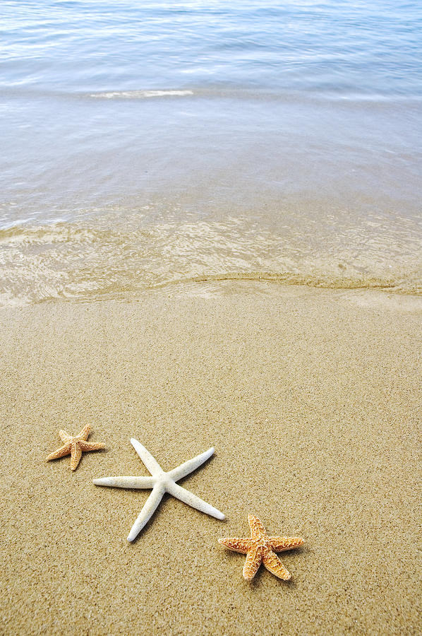wallpaper of starfish on beach