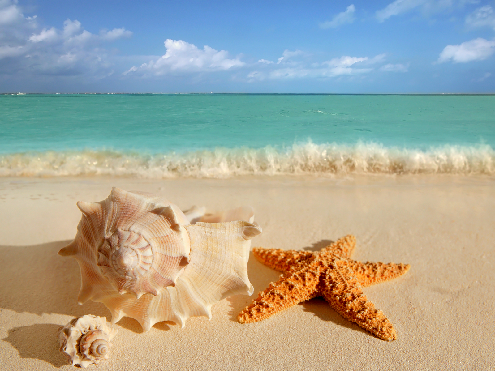 widescreen starfish on beach image