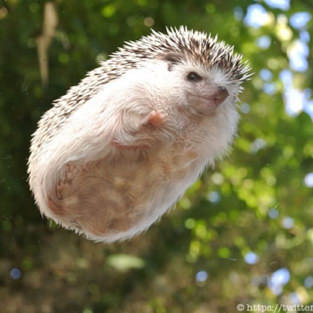 free natural hedghog