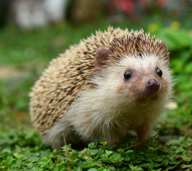 full top hedgehog image