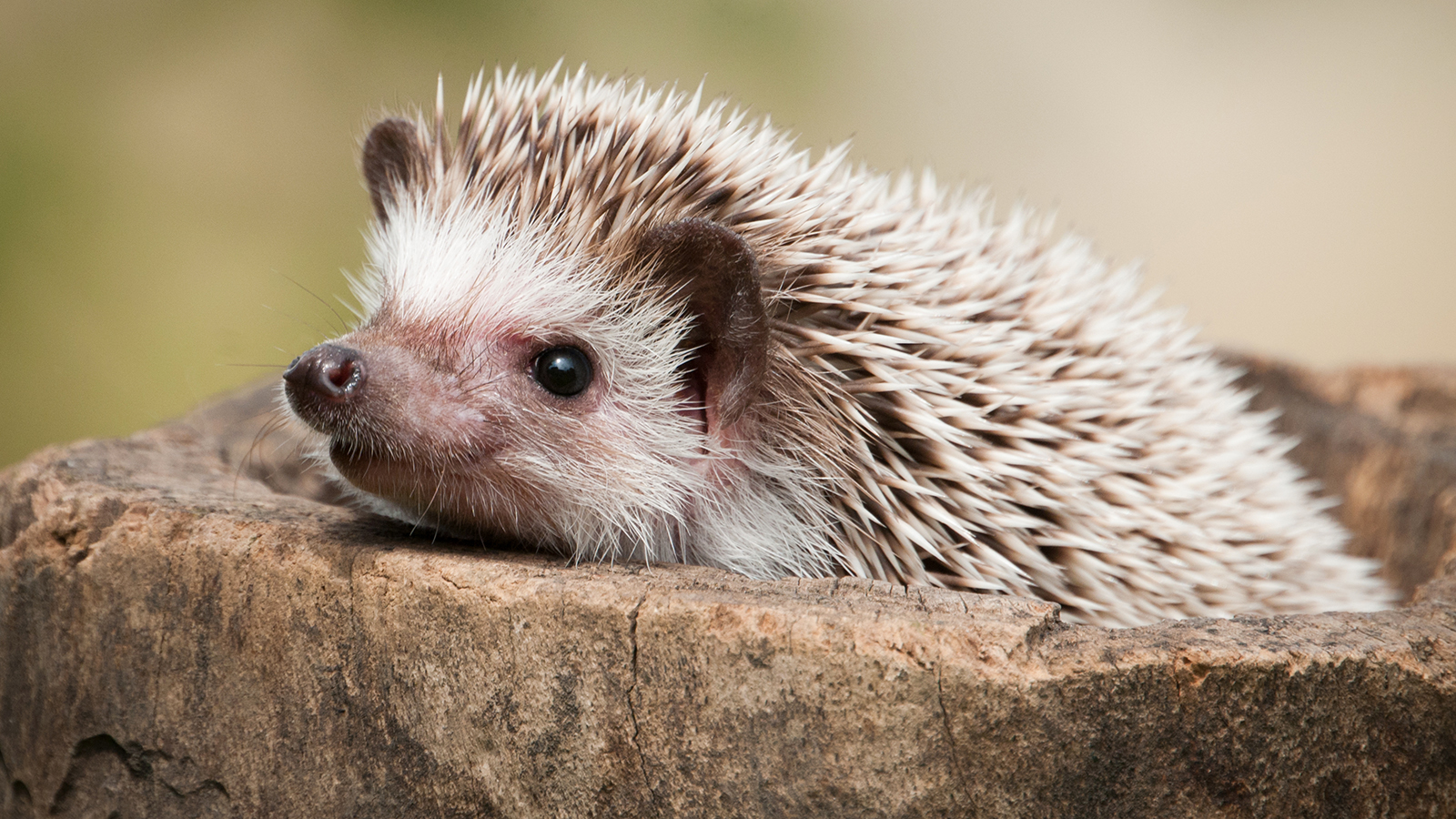 hedgehog closeup image