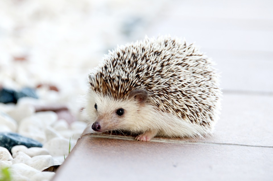 high quality hedgehog image