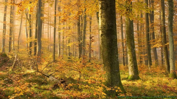 best natural yellow forest image