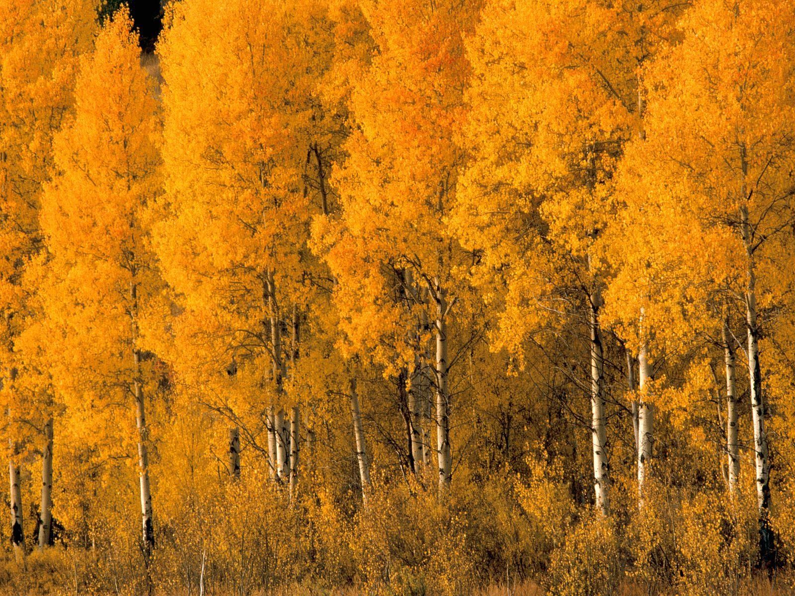 cool natural yellow forest image