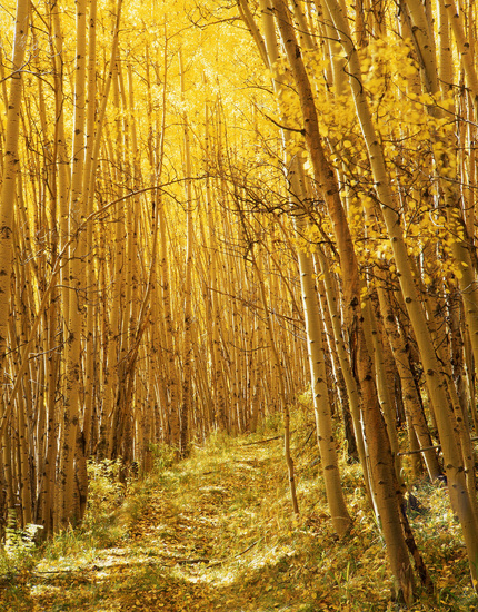 free natural yellow forest image
