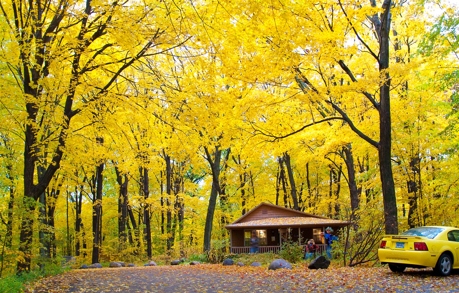 hd yellow forest image