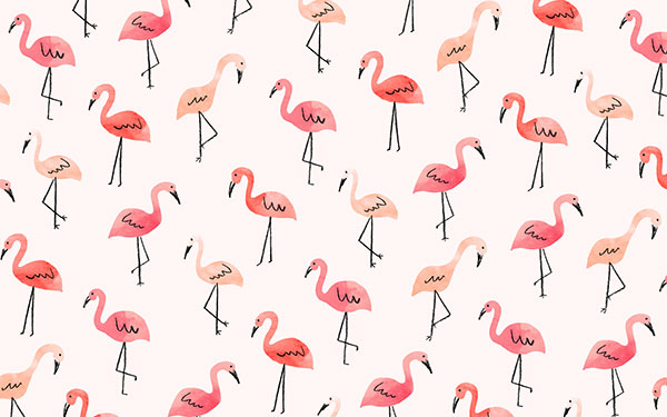 colorful hd flamingo image