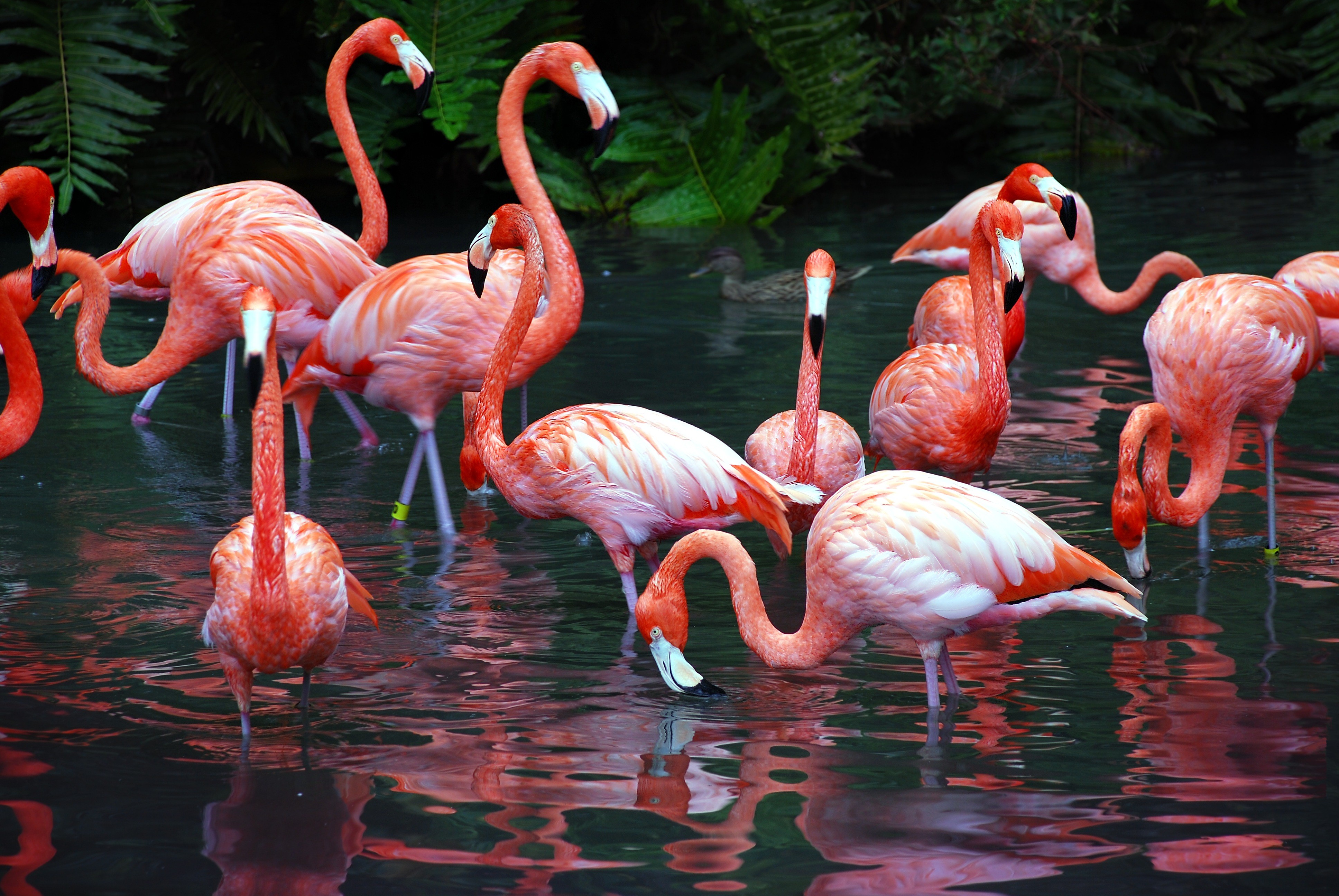 natural flamingo background