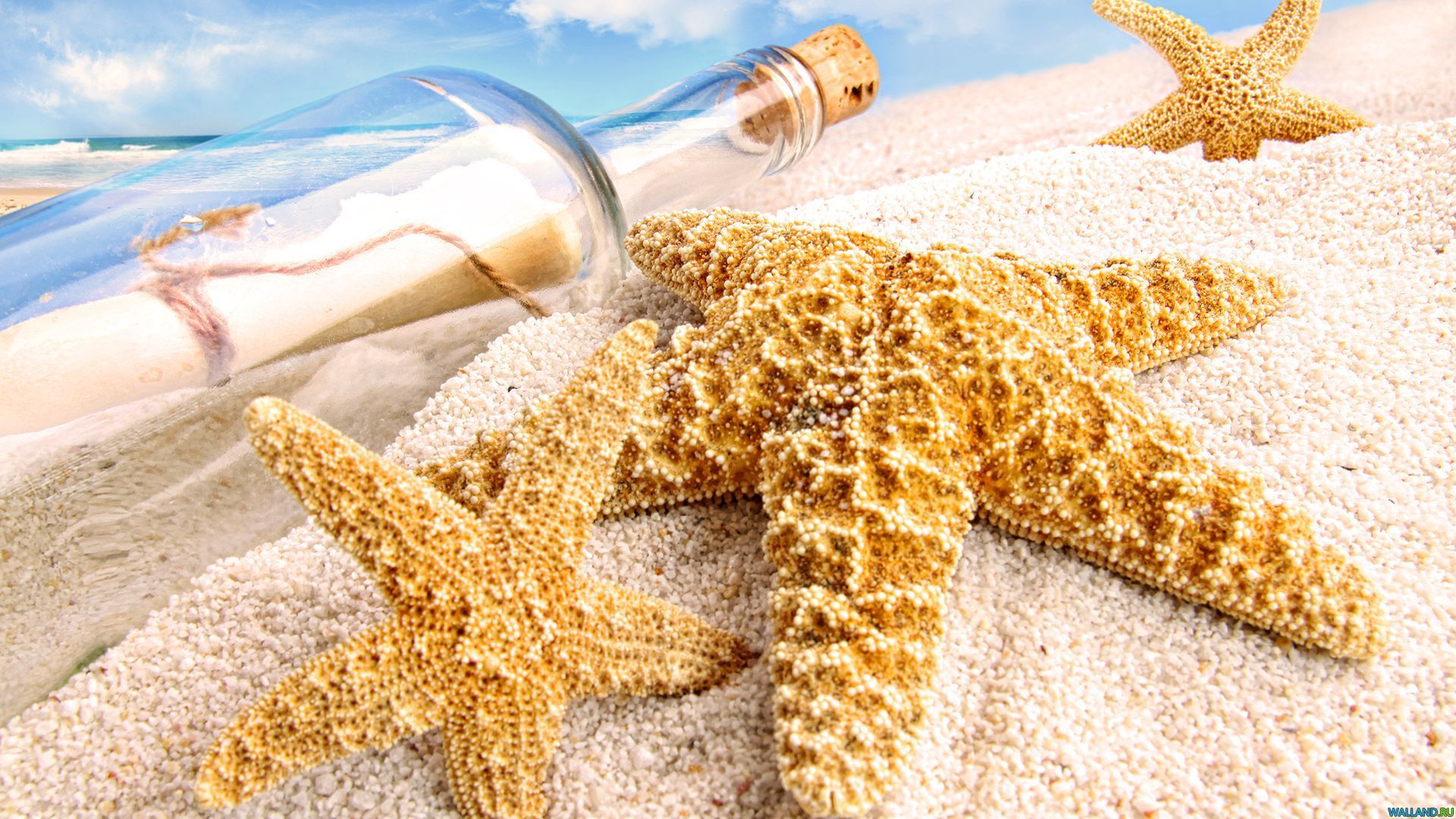 full hd starfish image