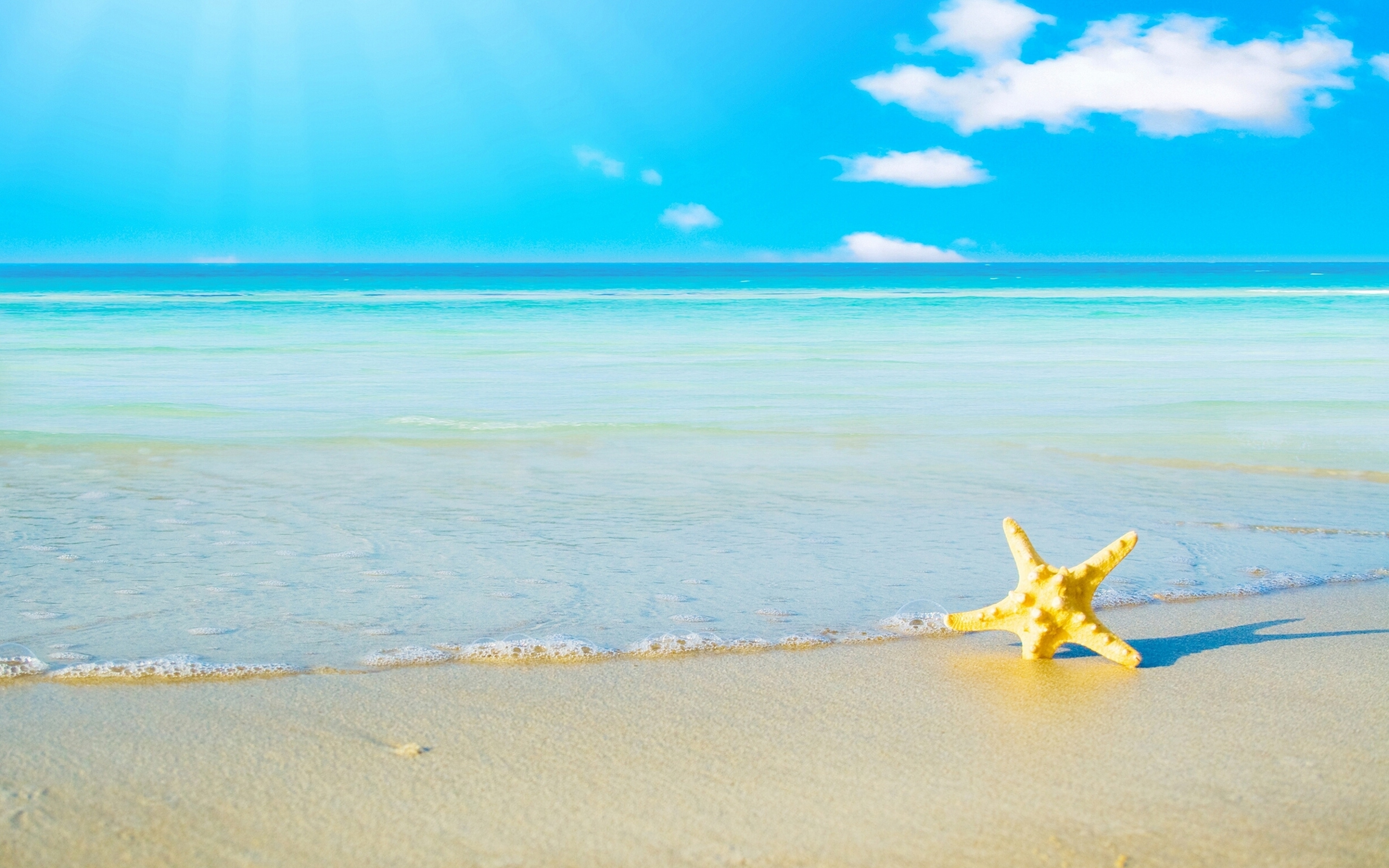 starfish sand beach image