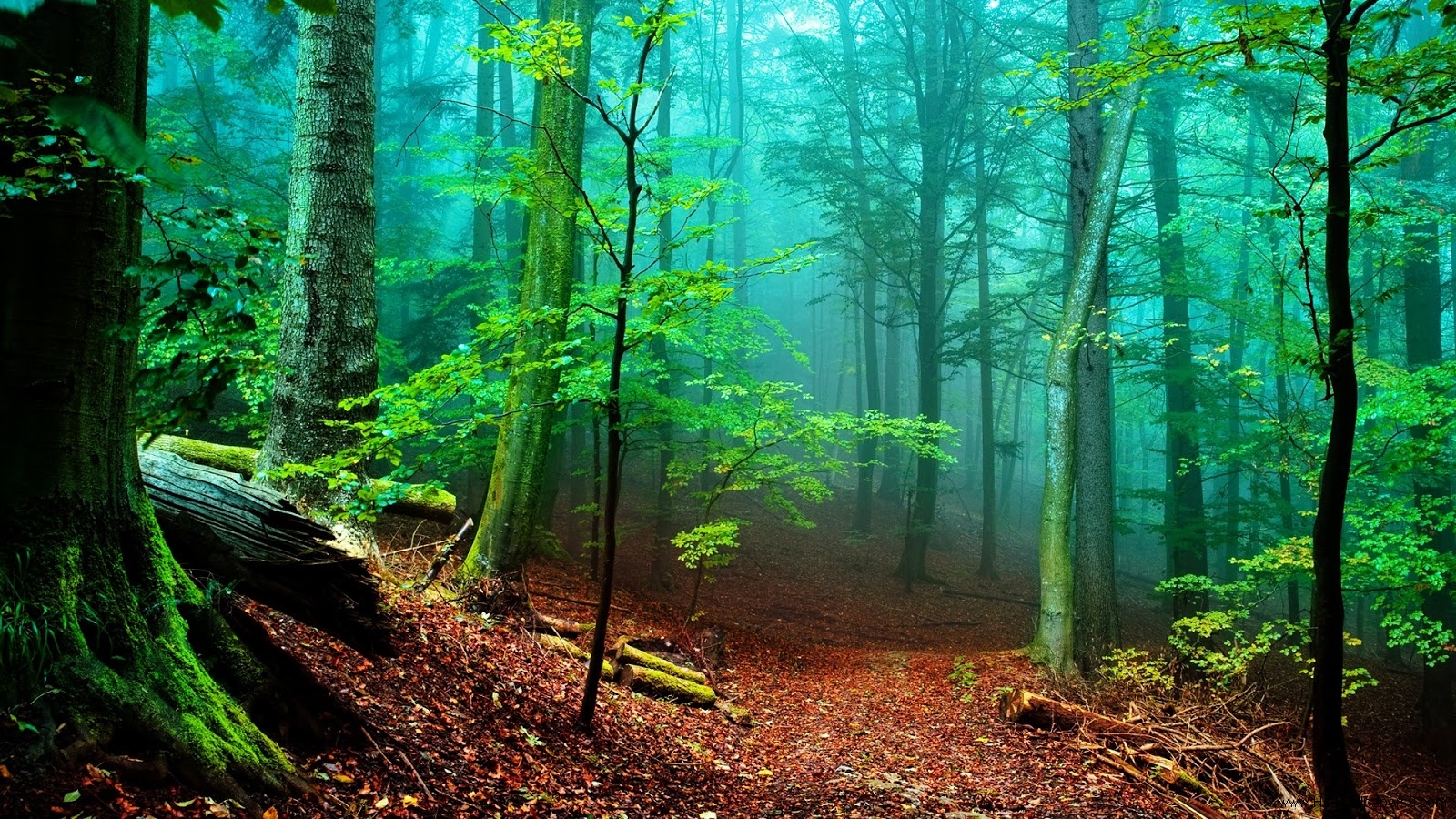 awesome garden natural image