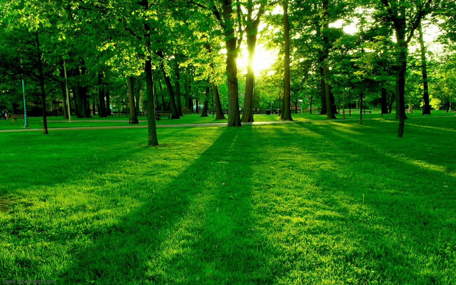 green tree natural wallpaper