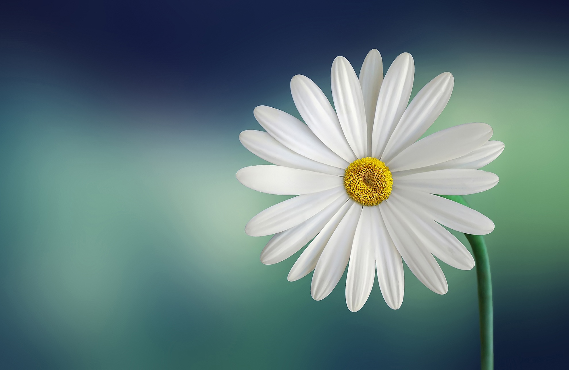 white daisy flower image