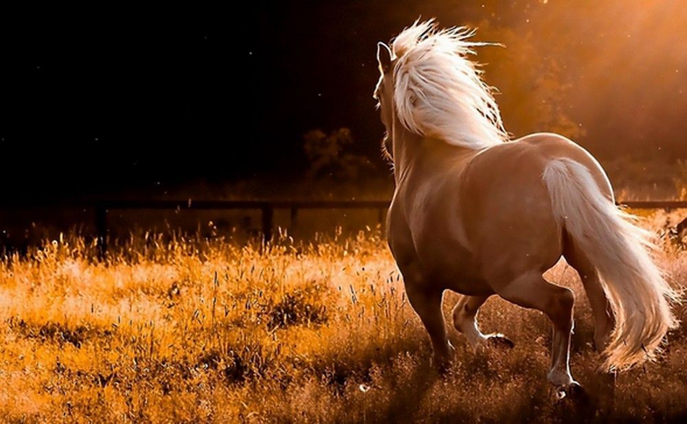 white horse wallpaper hd