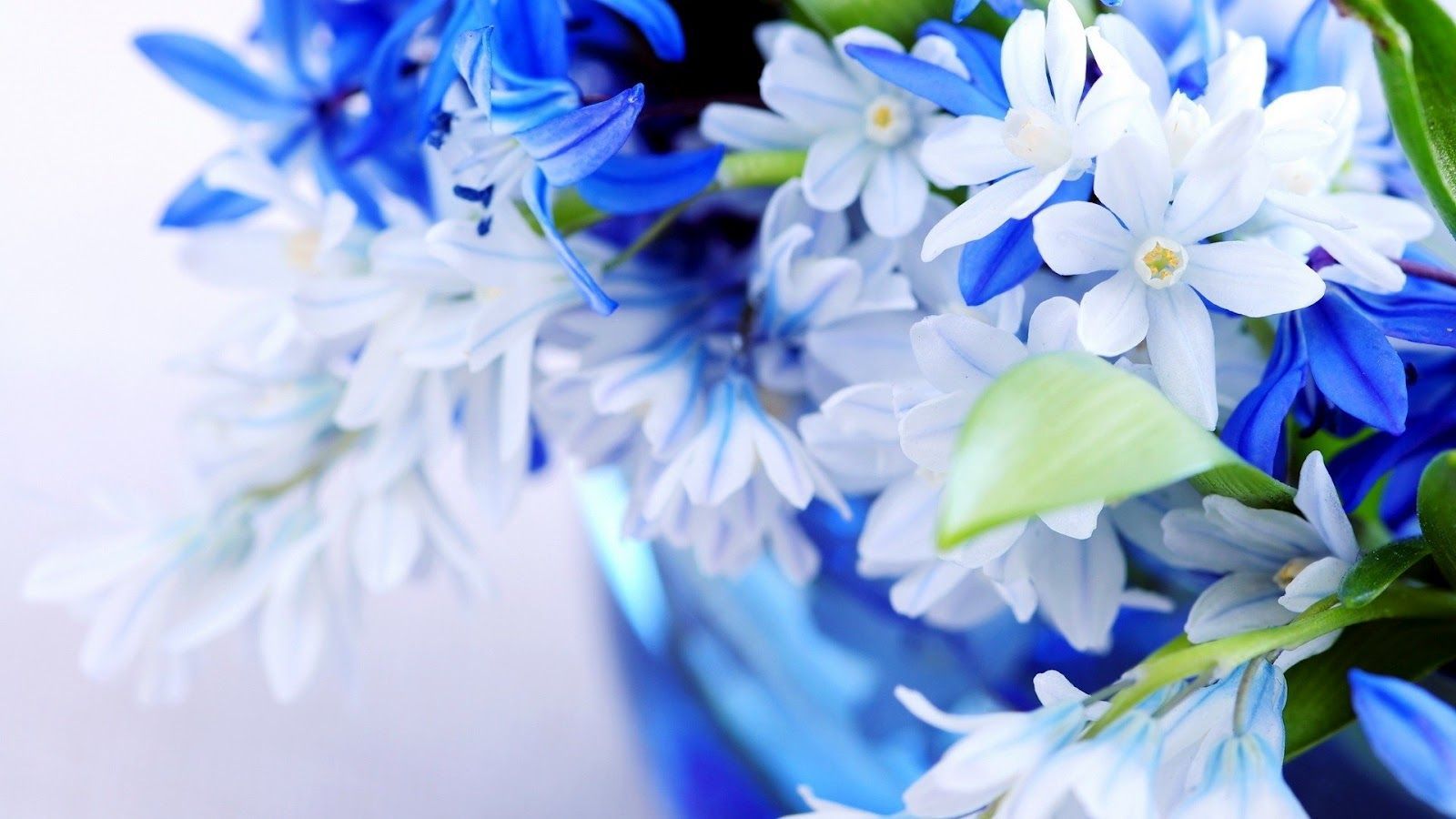 white and blue flowers image