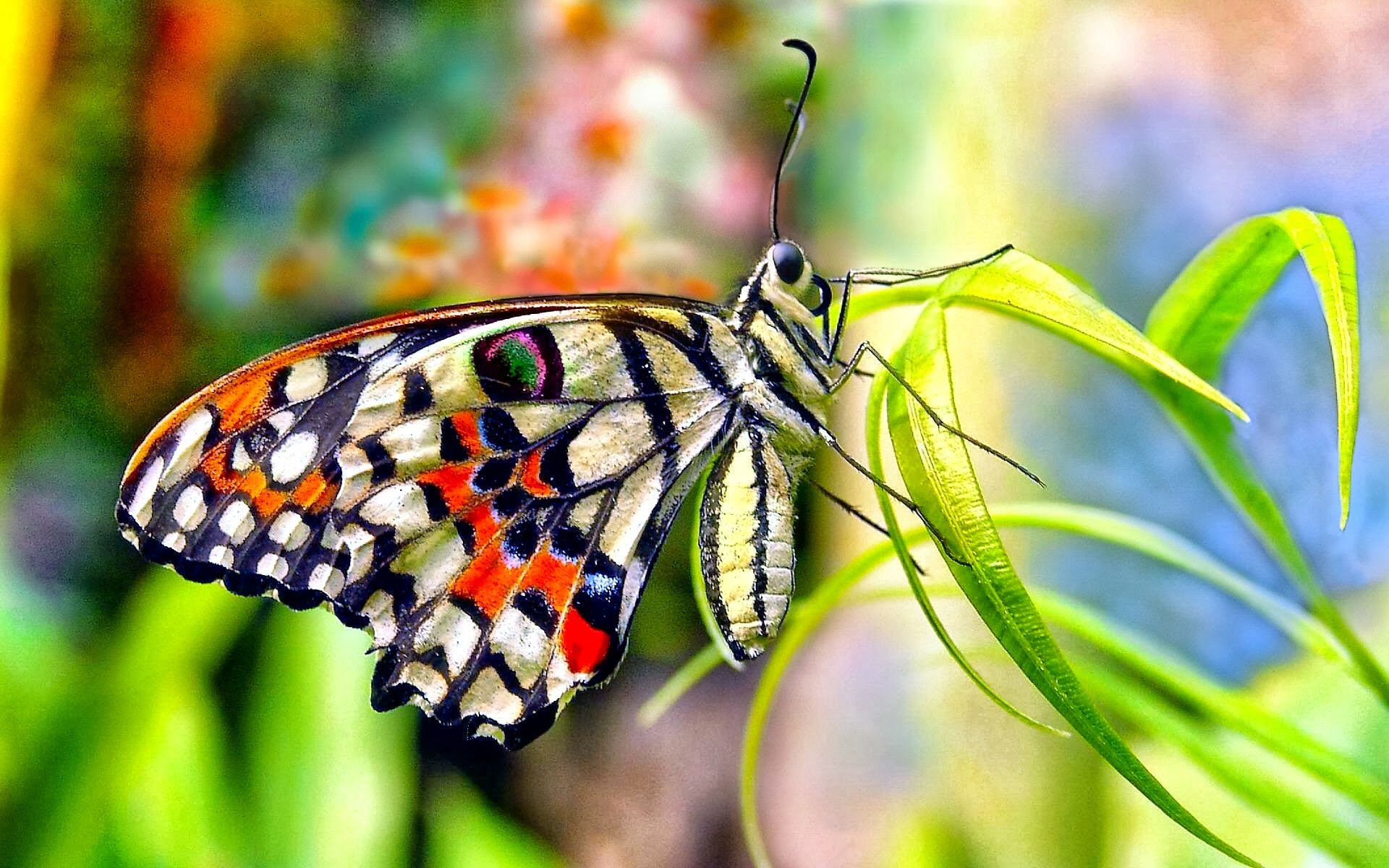 beautiful butterfly wallpaper