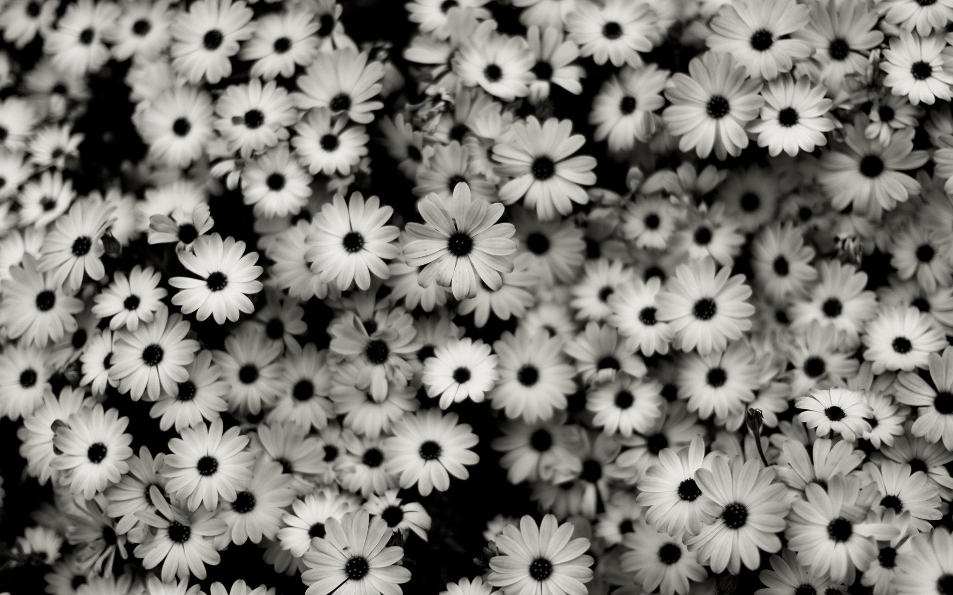 black and white flower