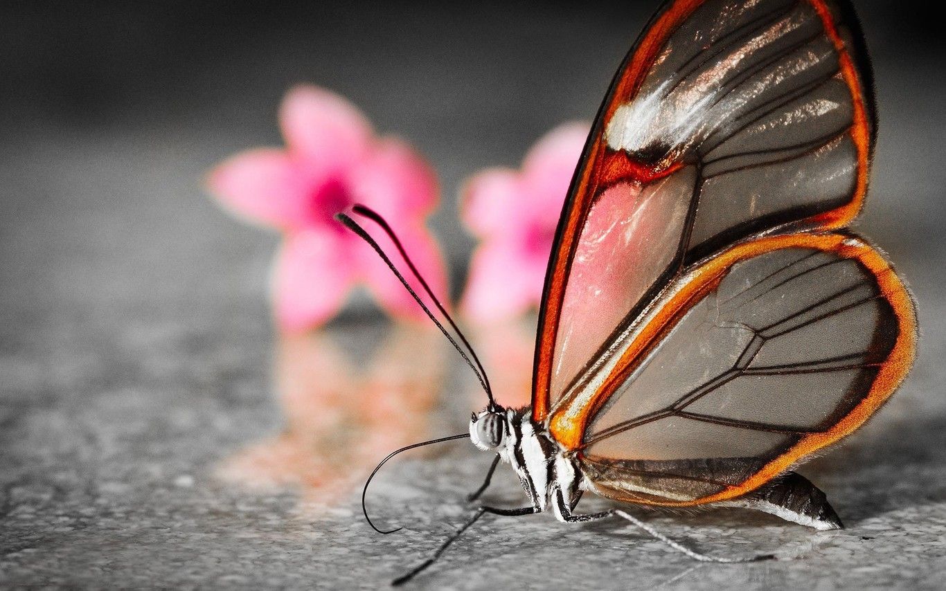 nice natura butterfly image