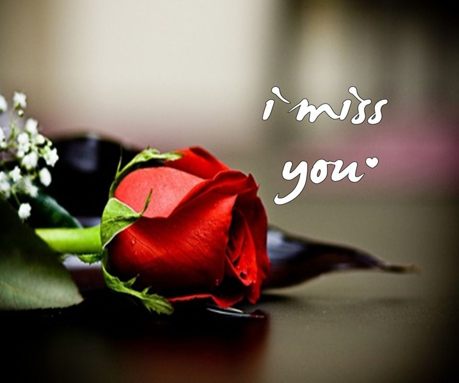 beautiful rose i miss you