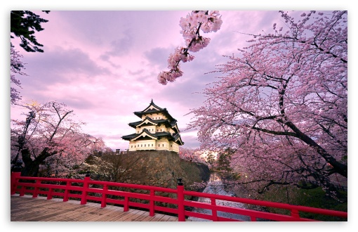 japan cherry blossom image