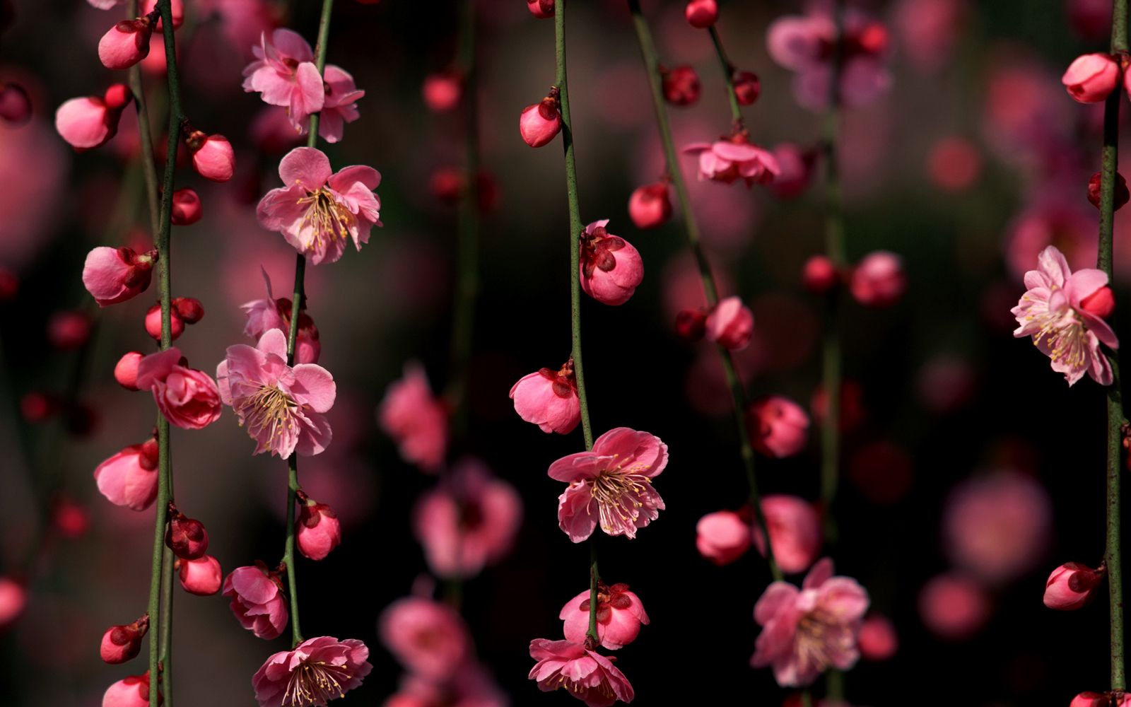 pink cherry blossom image